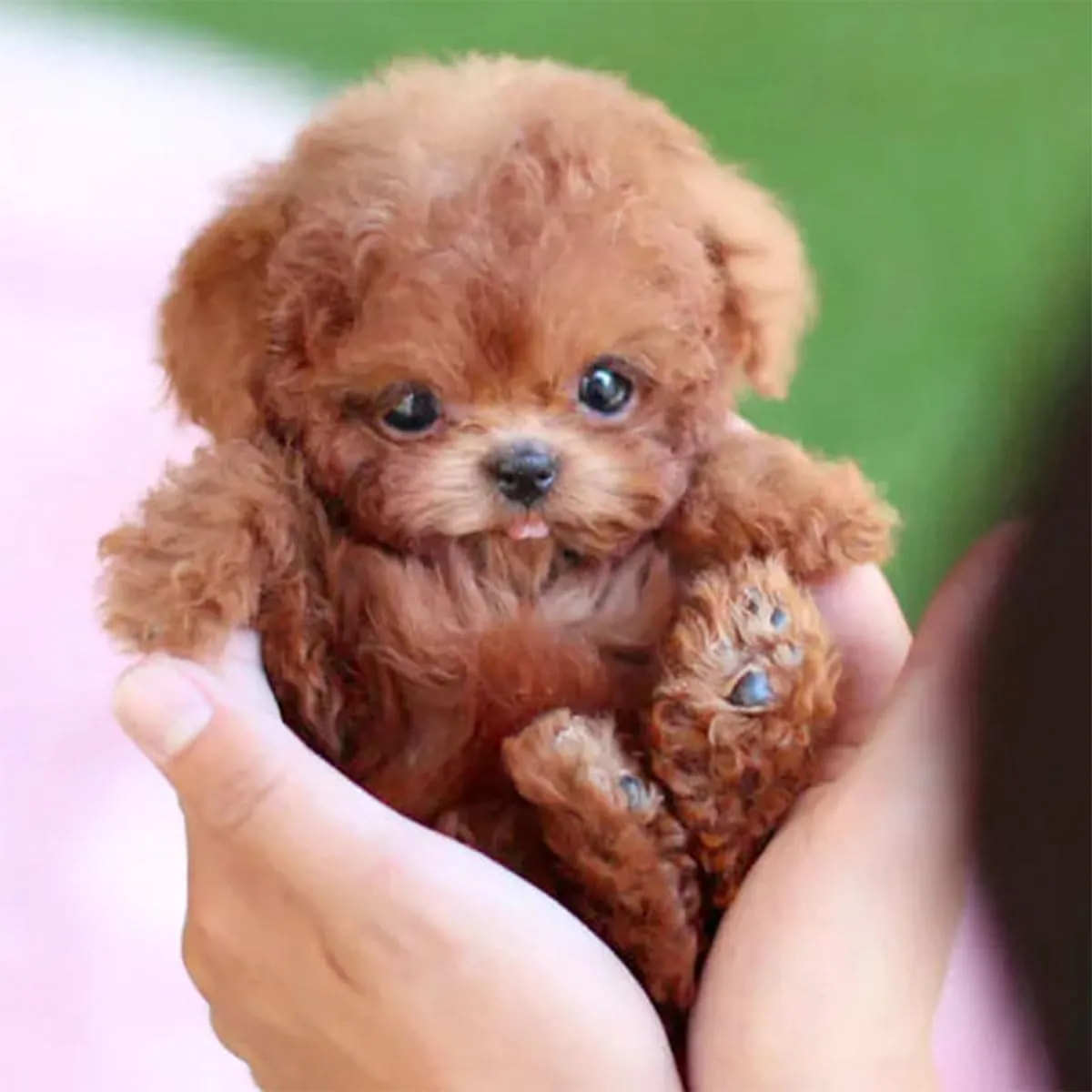 2025 New Robot Dog for Adults, AI Robotic Dog, Nicoo - My Realistic Robot Puppy That Acts Like a Real Puppy - Walking, Barking, Tail Wagging (Set A)