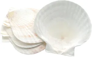 Natural Baking Sea Shell, Set of 4 Scallop Shells, 5 Inches