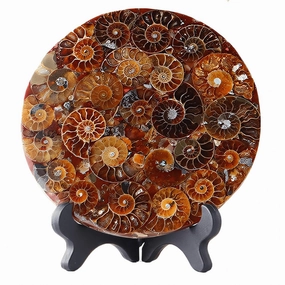 Natural Ammonite Fossil Disc with Stand Set, Feng Shui Decor Shell Slice Disc Conch Mineral Specimen Ornament for Home