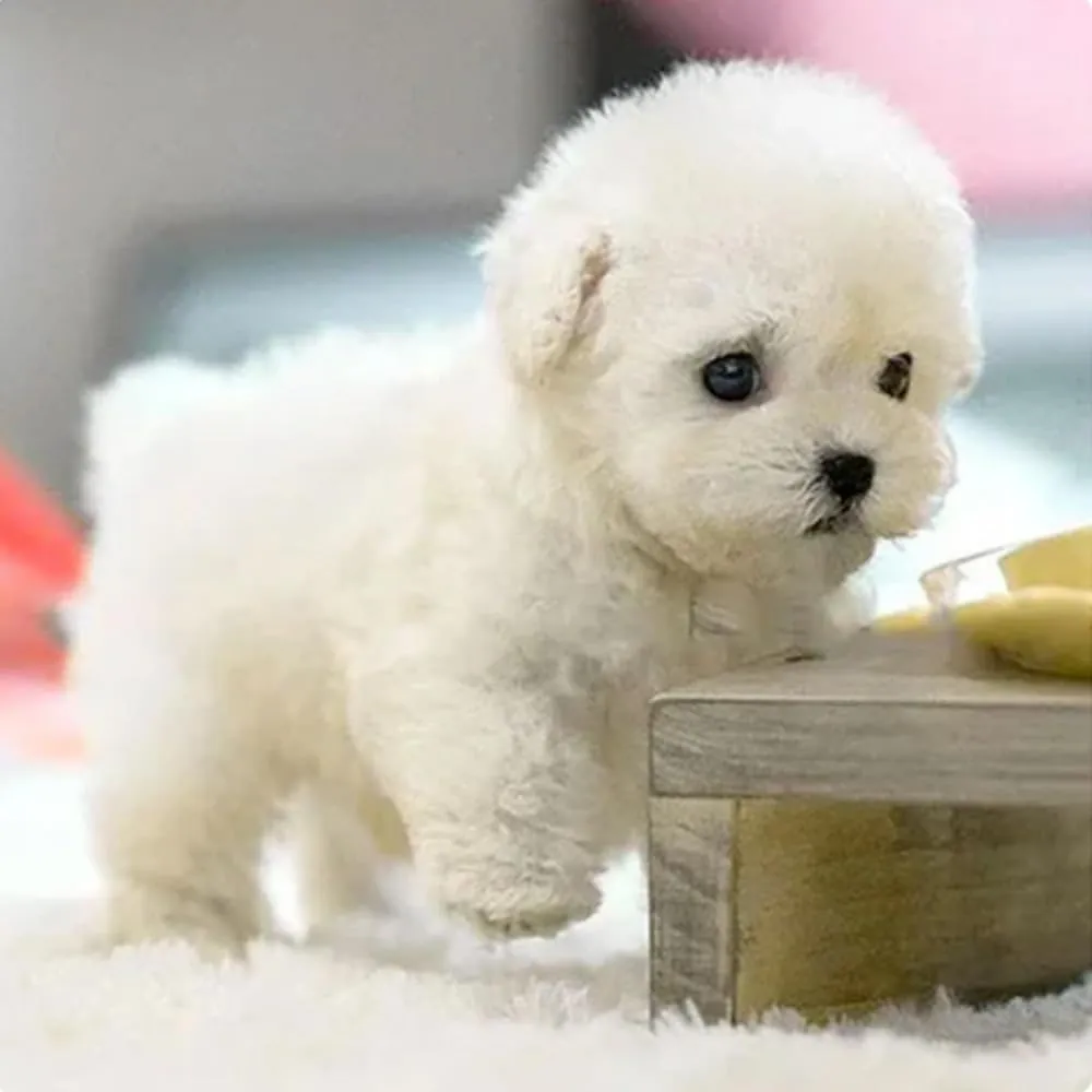 Plugged Zone Robot Puppy, Pluggedzone My Realistic Robotic Puppy, Nicoo Robot Dog That Acts Like a Real Dog, Interactive Robotic Puppies - Walking, Barking, Tail Wagging (Gold)